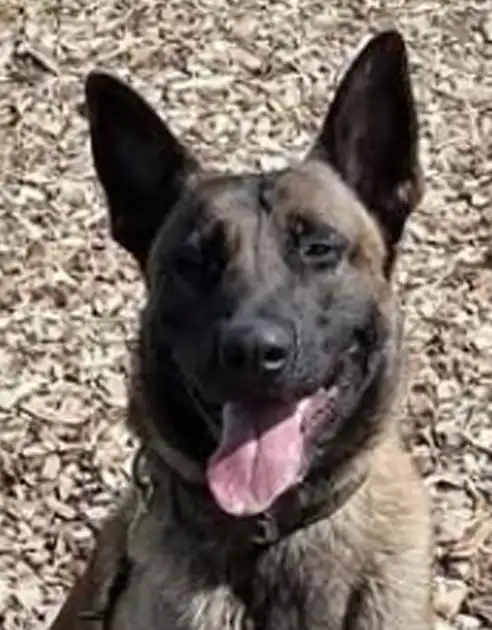 Dex - SOLD - Adogs Protection