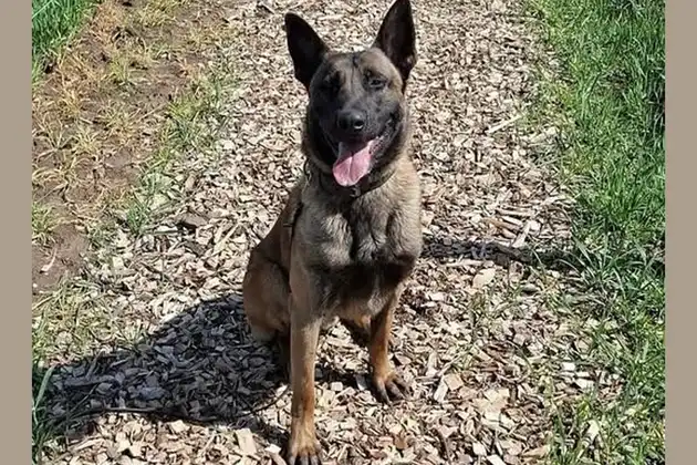 Successful deployment of Dex in a home burglary in Venlo - Adogs Protection