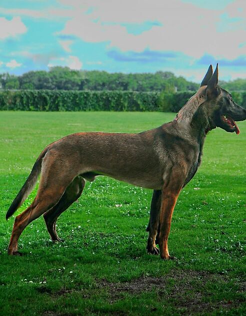 Kay - Adogs Protection