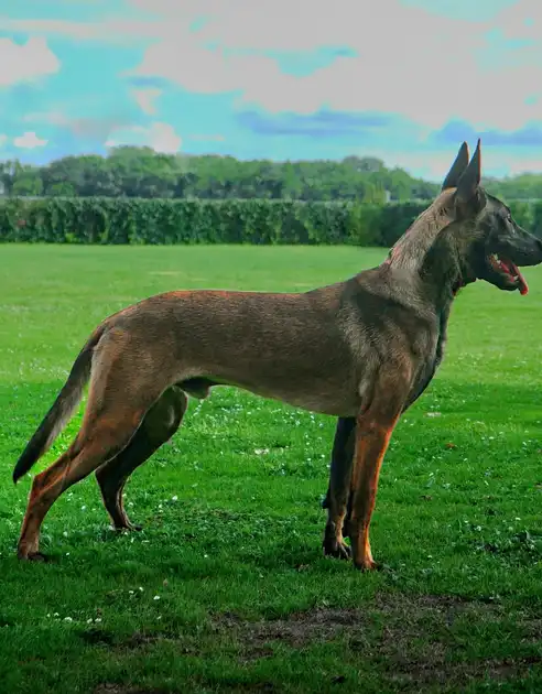 Kay Adogs Protection