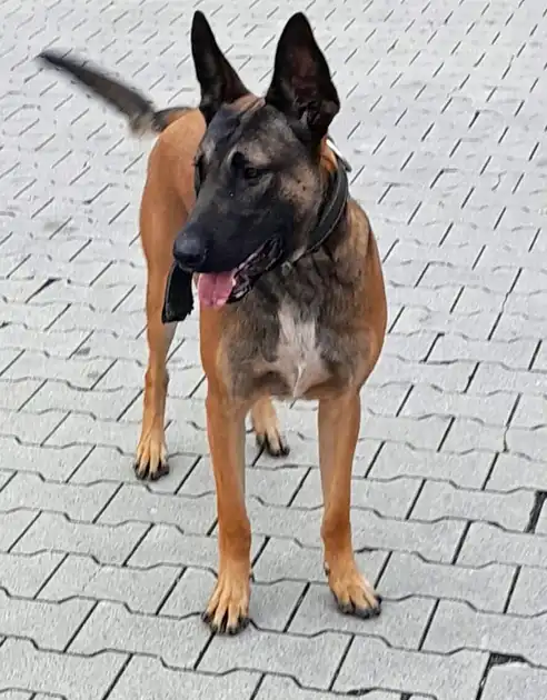 Mo Adogs Protection