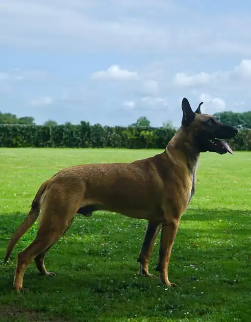 Sjefke Adogs Protection