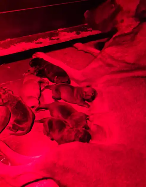 Puppies for sale from Cooper and Lenie - Adogs Protection