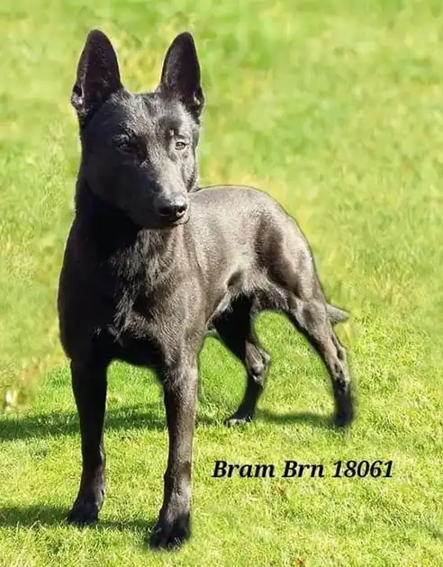 Stud Dog Bram - Adogs Protection