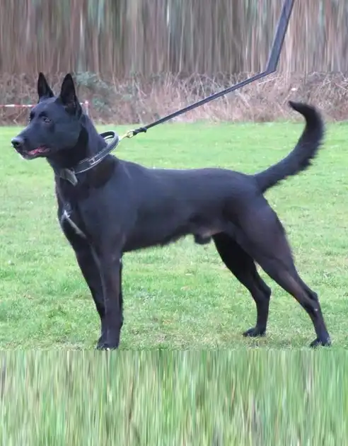 Stud Dog Nestor - Adogs Protection