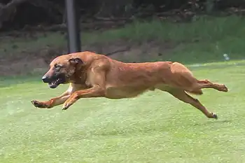 Detection Dogs - Adogs Protection