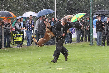 Trained detection at the Dutch training center Adogs Protection Adogs Protection