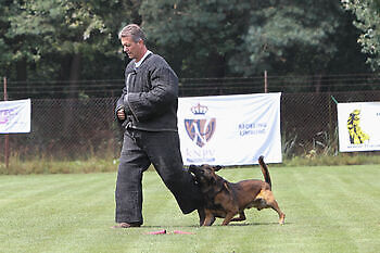 Training Policedogs Adogs Protection
