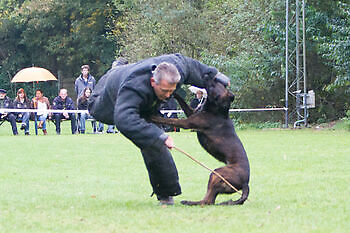 K9 Demo Adogs Protection