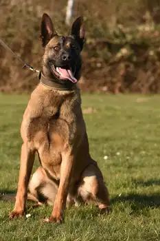 Green Dogs - Adogs Protection