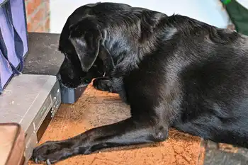 Semi-trained dogs - Adogs Protection