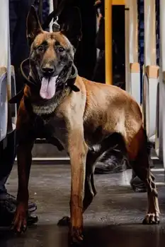 Breeding program - Adogs Protection