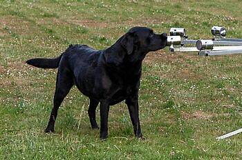 Training ZN reizen Susteren Adogs Protection