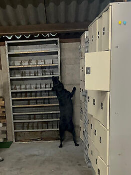 Training Kay train. Adogs Protection