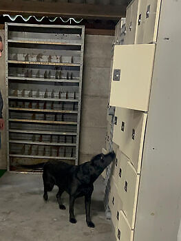 Training Container Terminal Kimmy - Decoy Vik Adogs Protection
