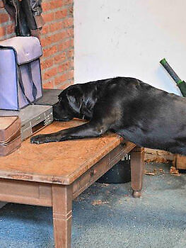 Photos of training horses and dogs Adogs Protection