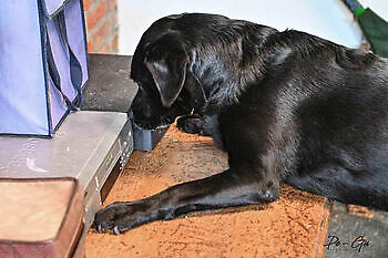 Training ZN reizen Susteren Adogs Protection