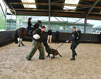 Detection dogs are trained at the Dutch training center Adogs Protection Adogs Protection
