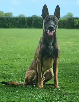 Kay Adogs Protection