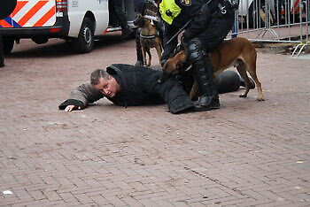 Photos of training horses and dogs Adogs Protection