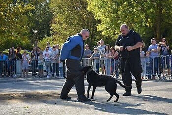 K9 Demo Adogs Protection