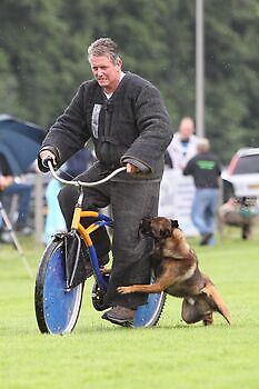 Foto NK KNPV pakwerker Donné Scheidt Adogs Protection