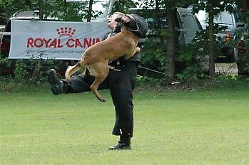 Foto NK KNPV pakwerker Donné Scheidt Adogs Protection