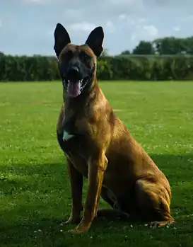 Sjefke Adogs Protection