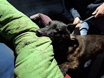 Training ZN reizen Susteren Adogs Protection