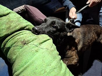 Training ZN reizen Susteren Adogs Protection