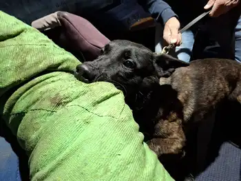 Cooper Adogs Protection