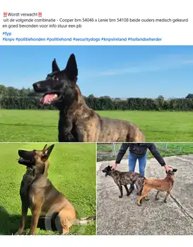 Puppies for sale from Cooper and Lenie Adogs Protection