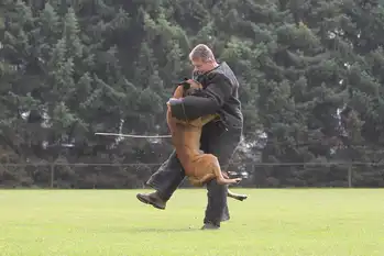 K9 Decoys - Adogs Protection