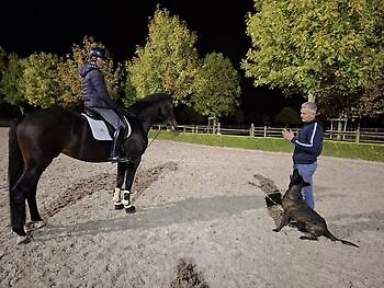 Photos of training horses and dogs Adogs Protection