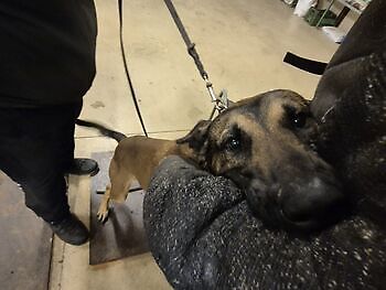 Photos of training horses and dogs Adogs Protection