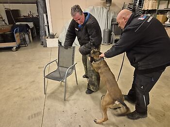 Photos of training horses and dogs Adogs Protection