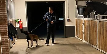 Photos of training horses and dogs Adogs Protection