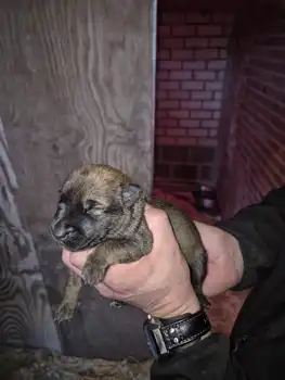 Puppies for sale from Cooper and Lenie Adogs Protection