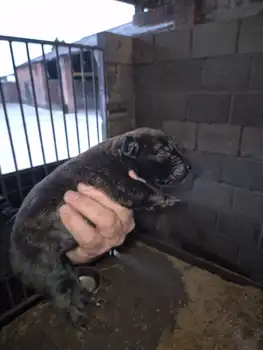 Puppies for sale from Cooper and Lenie Adogs Protection