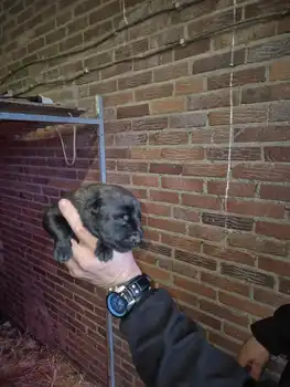 Puppies for sale from Cooper and Lenie Adogs Protection