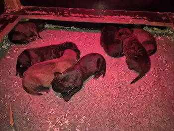 Puppies for sale from Cooper and Lenie Adogs Protection