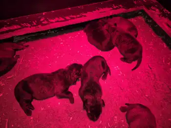Puppies for sale from Cooper and Lenie Adogs Protection
