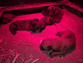 Puppies for sale from Cooper and Lenie Adogs Protection