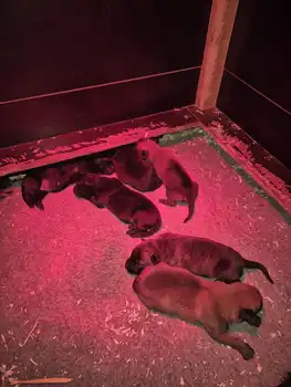Puppies for sale from Cooper and Lenie Adogs Protection